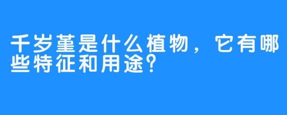 千岁堇是什么植物，它有哪些特征和用途？